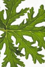 Citronella essential oil